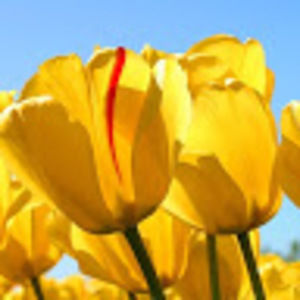 Meet your Posher, Carly